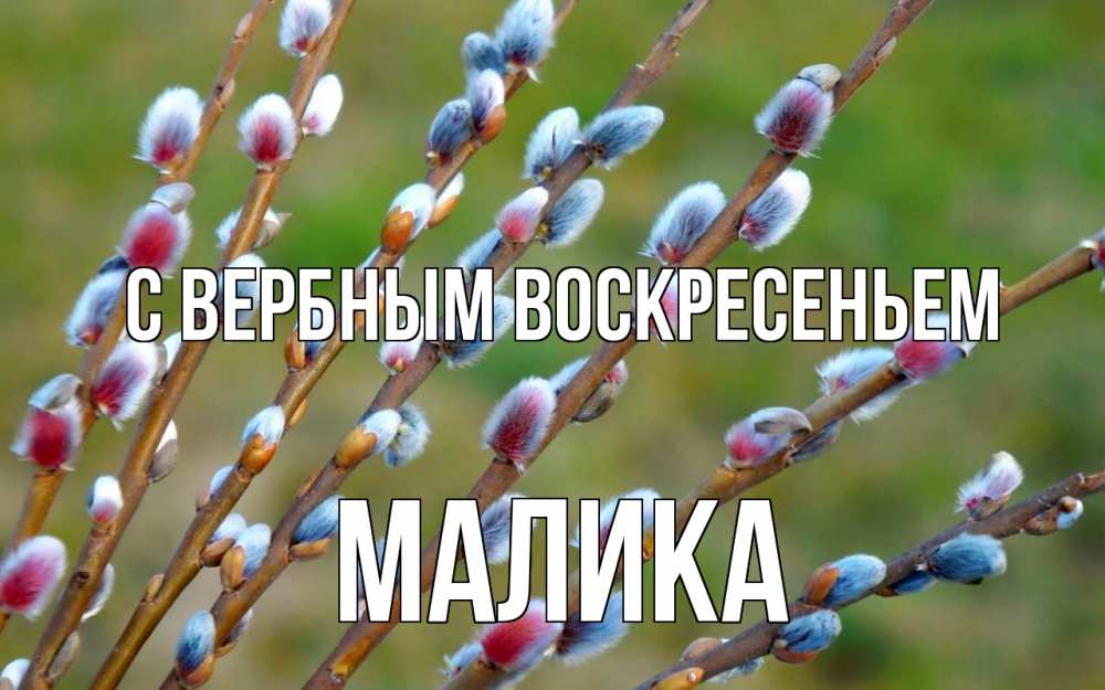 Открытка на каждый день с именем, Малика С вербным воскресеньем верба Прикольная открытка с пожеланием онлайн скачать бесплатно 