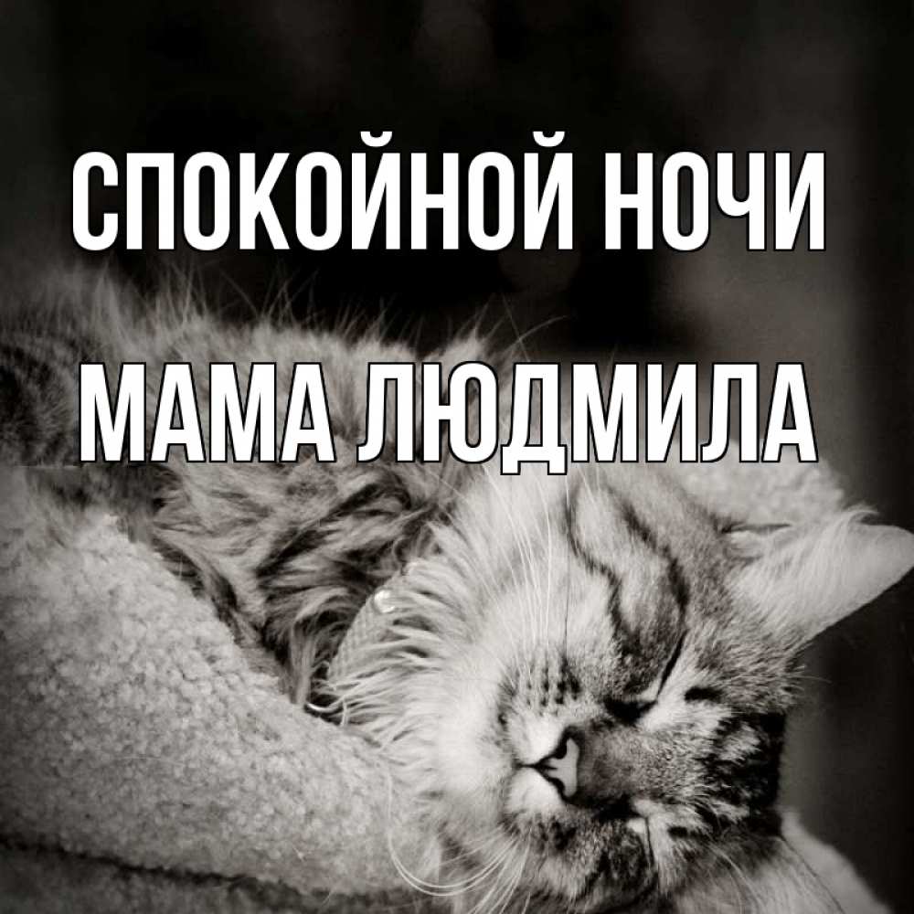 Открытка на каждый день с именем, Мама-Людмила Спокойной ночи котярик пушистый Прикольная открытка с пожеланием онлайн скачать бесплатно 