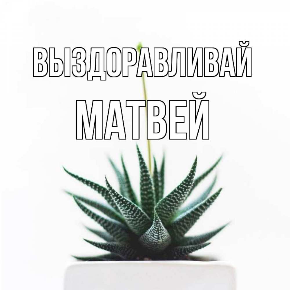 Открытка на каждый день с именем, Матвей Выздоравливай короче это непонятная колючка Прикольная открытка с пожеланием онлайн скачать бесплатно 