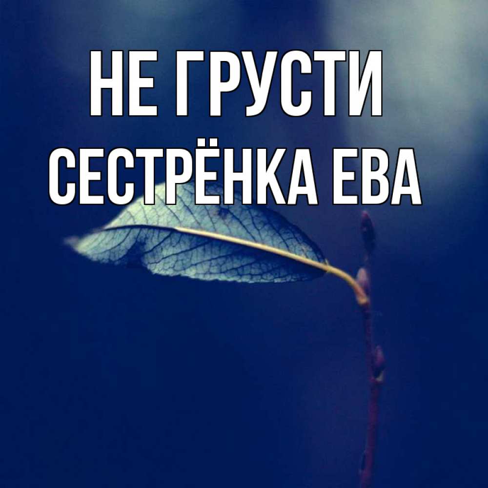 Открытка на каждый день с именем, Сестрёнка-Ева Не грусти растение Прикольная открытка с пожеланием онлайн скачать бесплатно 