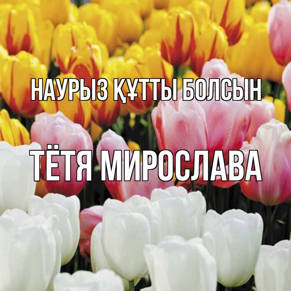 Открытка на каждый день с именем, Тётя-Мирослава Наурыз құтты болсын разноцветные цветы Прикольная открытка с пожеланием онлайн скачать бесплатно 