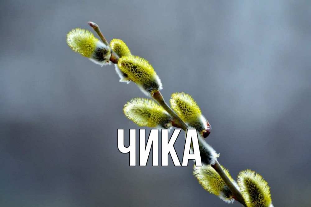 Открытка на каждый день с именем, Чика Главная верба Прикольная открытка с пожеланием онлайн скачать бесплатно 