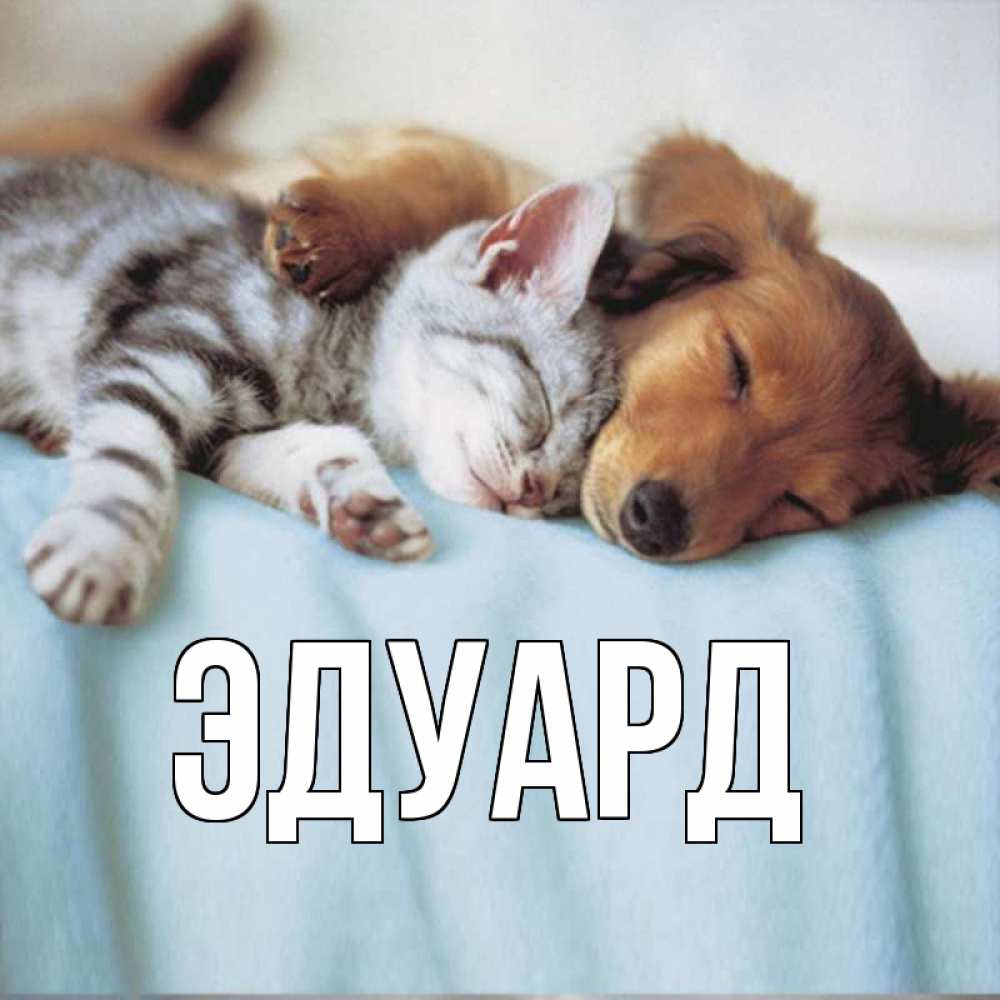 Открытка на каждый день с именем, Эдуард Главная с животными Прикольная открытка с пожеланием онлайн скачать бесплатно 