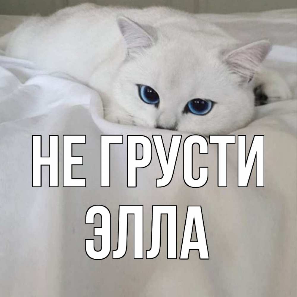 Открытка на каждый день с именем, Элла Не грусти белый кот с голубыми глазами на белоснежной кровати Прикольная открытка с пожеланием онлайн скачать бесплатно 