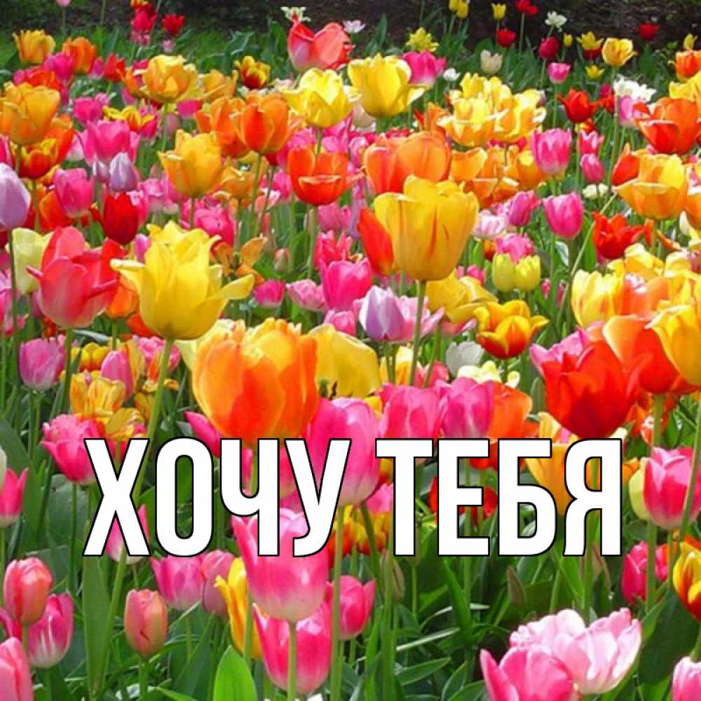 Открытка на каждый день с именем, Хочу-тебя Главная праздник весны наурыз 4 Прикольная открытка с пожеланием онлайн скачать бесплатно 