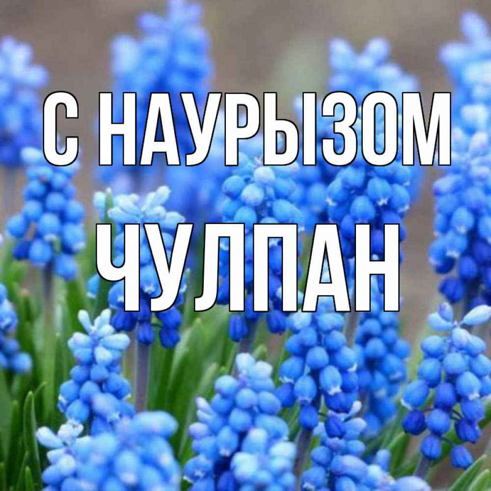 Открытка на каждый день с именем, Чулпан С наурызом Поздравительная открытка для женщин с цветами на праздничную дату Прикольная открытка с пожеланием онлайн скачать бесплатно 