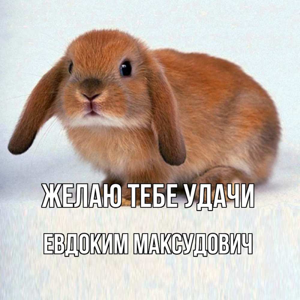 Картинка Желаю тебе удачи, Евдоким Максудович