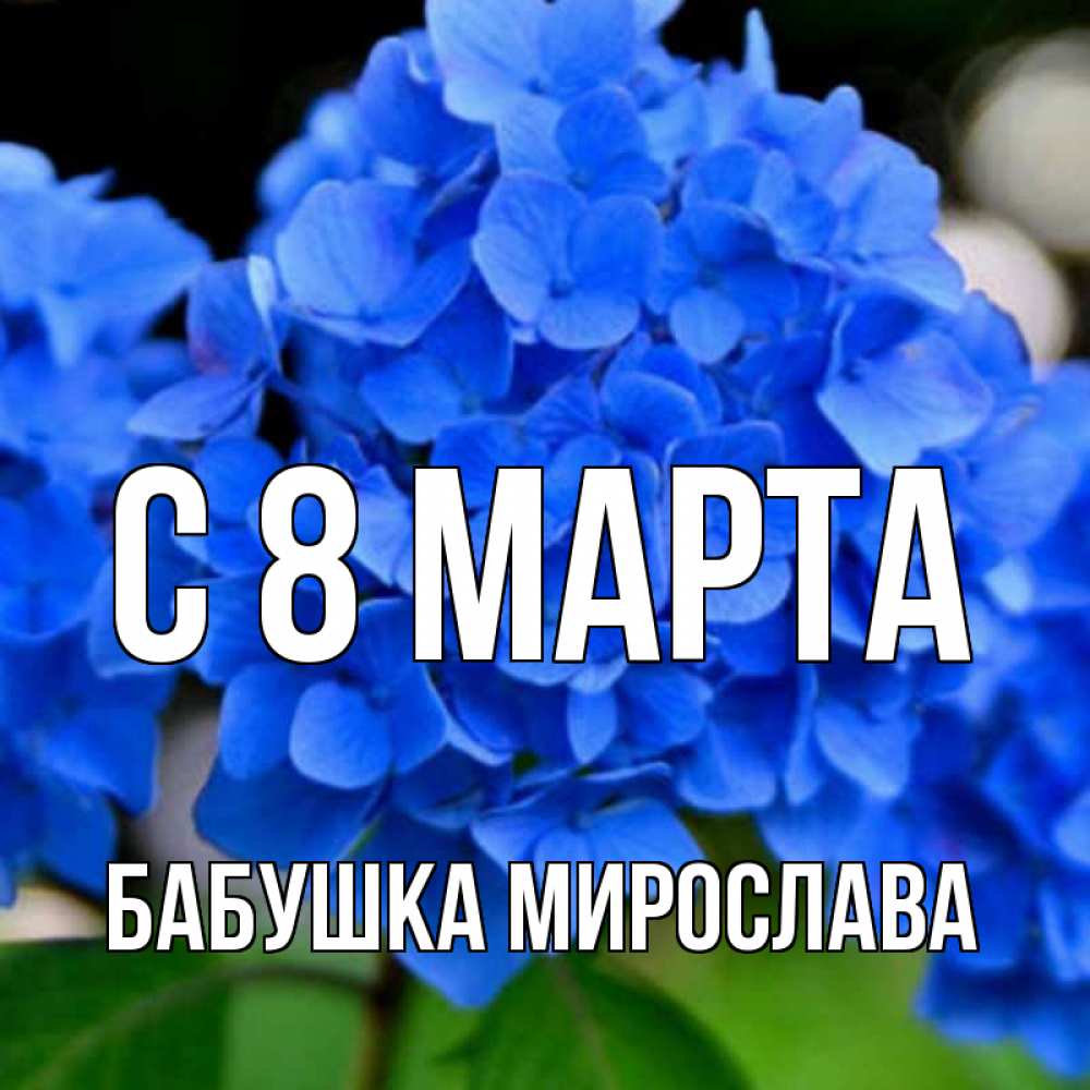 Открытка на каждый день с именем, Бабушка-Мирослава С 8 МАРТА синие цветы Прикольная открытка с пожеланием онлайн скачать бесплатно 