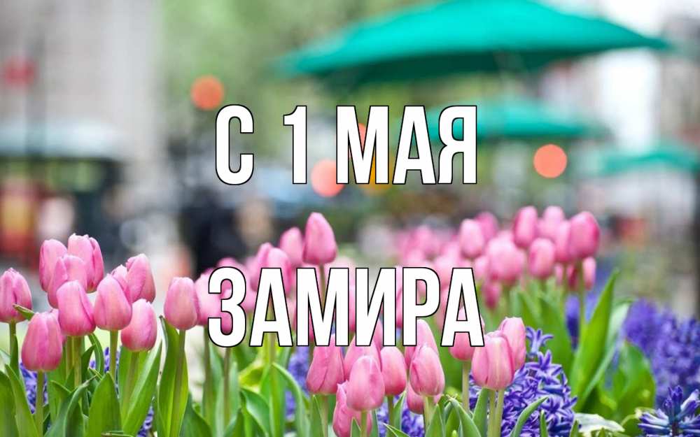 Открытка на каждый день с именем, Замира С 1 мая С 1 мая Прикольная открытка с пожеланием онлайн скачать бесплатно 