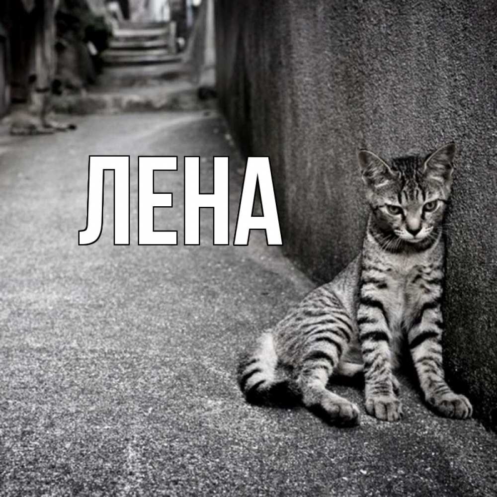Открытка на каждый день с именем, Лена Главная скучающий котик Прикольная открытка с пожеланием онлайн скачать бесплатно 