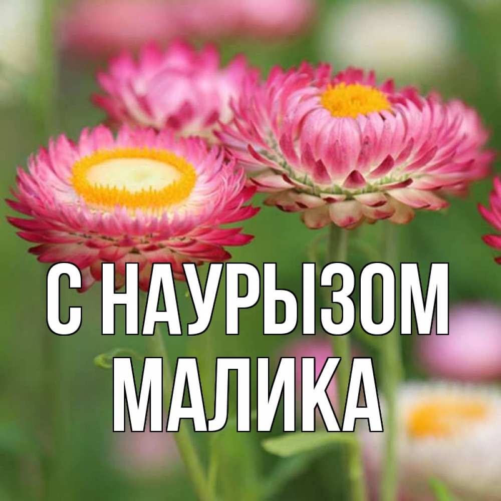 Открытка на каждый день с именем, Малика С наурызом подарок на международный женский день Прикольная открытка с пожеланием онлайн скачать бесплатно 