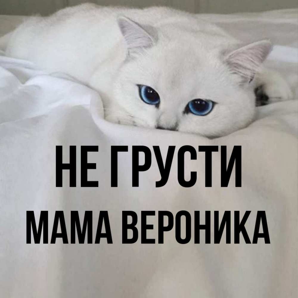 Открытка на каждый день с именем, Мама-Вероника Не грусти Голубоглазая кошка Прикольная открытка с пожеланием онлайн скачать бесплатно 