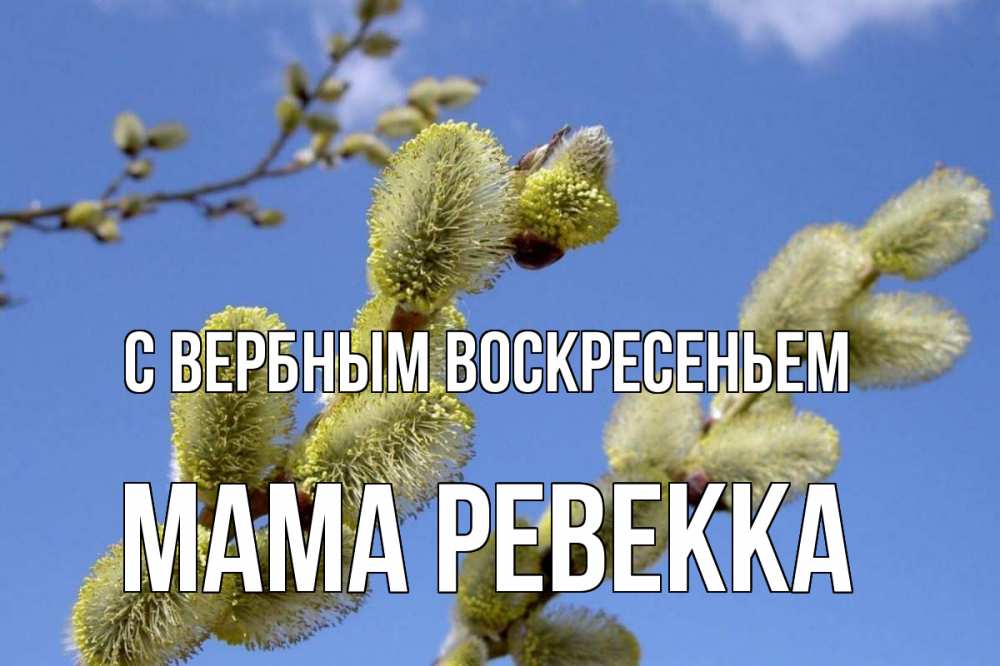 Открытка на каждый день с именем, Мама-Ревекка С вербным воскресеньем верба Прикольная открытка с пожеланием онлайн скачать бесплатно 