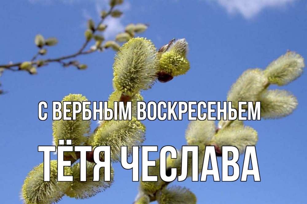 Открытка на каждый день с именем, Тётя-Чеслава С вербным воскресеньем верба Прикольная открытка с пожеланием онлайн скачать бесплатно 
