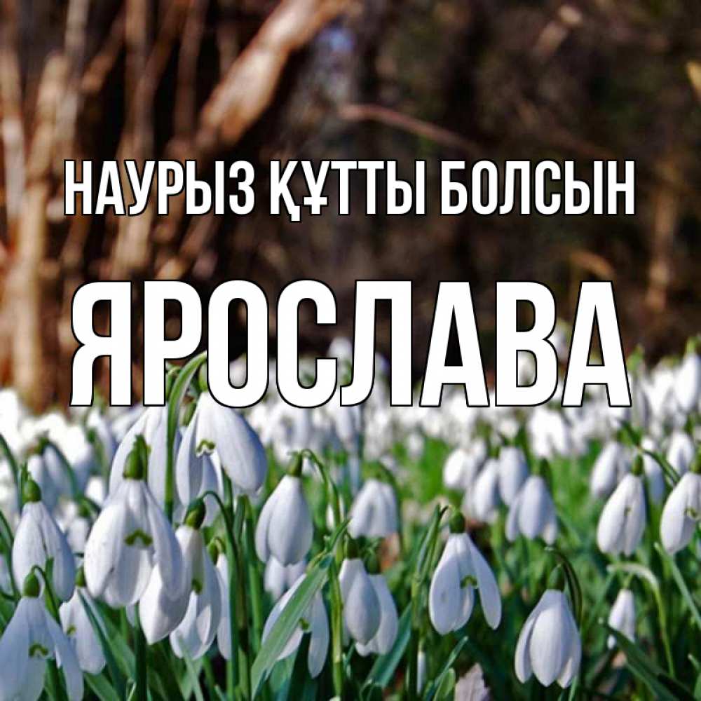 Открытка на каждый день с именем, Ярослава Наурыз құтты болсын с подснежниками 1 Прикольная открытка с пожеланием онлайн скачать бесплатно 