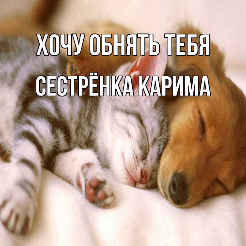 Открытка на каждый день с именем, Сестрёнка-Карима Хочу обнять тебя пес и котенок Прикольная открытка с пожеланием онлайн скачать бесплатно 
