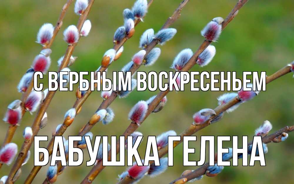 Открытка на каждый день с именем, Бабушка-Гелена С вербным воскресеньем верба Прикольная открытка с пожеланием онлайн скачать бесплатно 