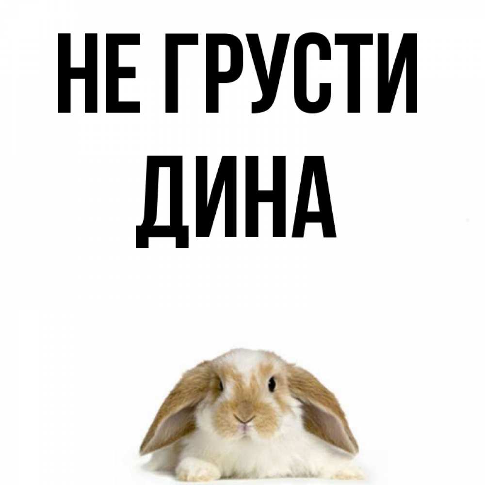 Открытка на каждый день с именем, Дина Не грусти коричнево белый заяц с большими ушками Прикольная открытка с пожеланием онлайн скачать бесплатно 