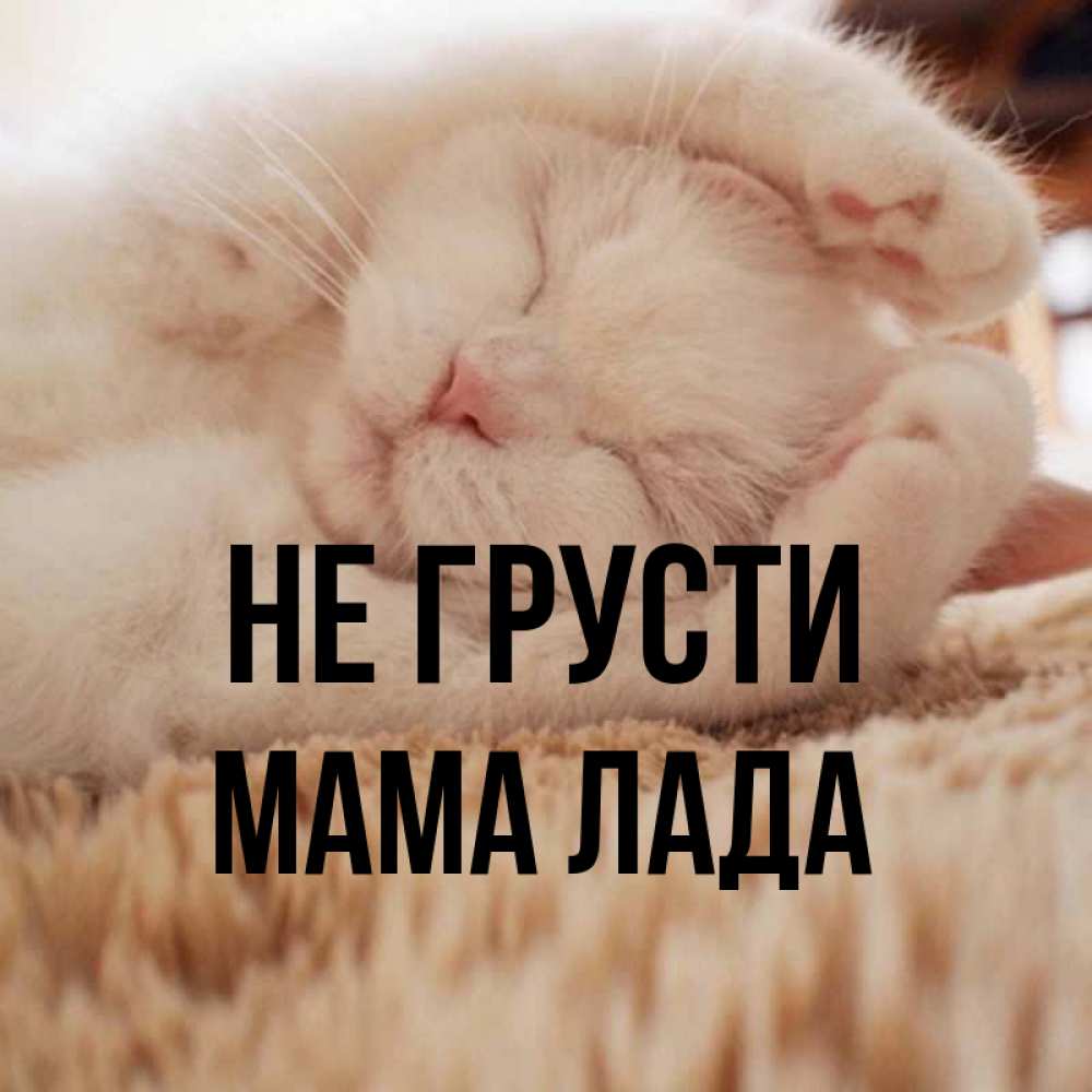 Открытка на каждый день с именем, Мама-Лада Не грусти Котенок спит Прикольная открытка с пожеланием онлайн скачать бесплатно 