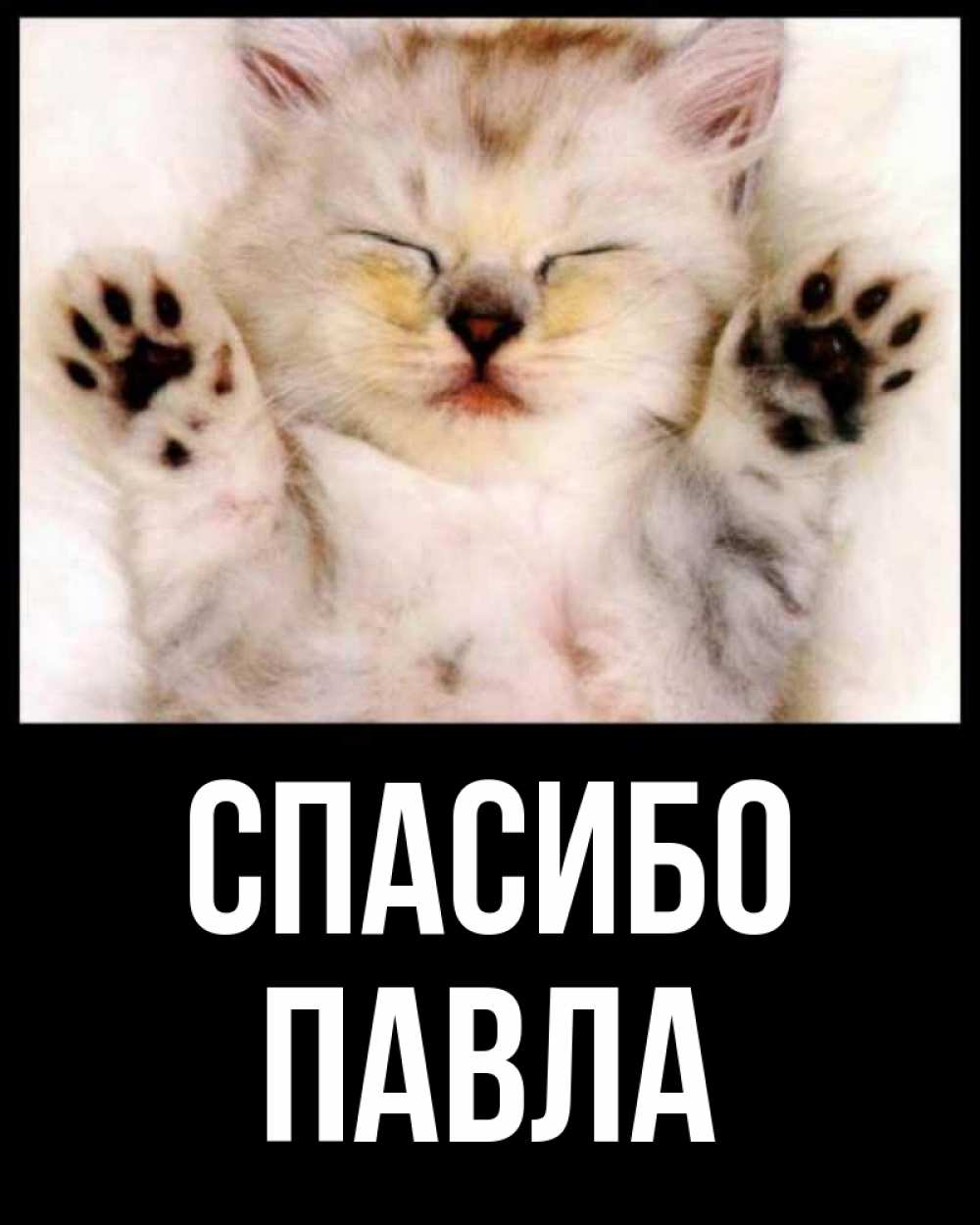 Открытка на каждый день с именем, Павла Спасибо маленький котенок Прикольная открытка с пожеланием онлайн скачать бесплатно 