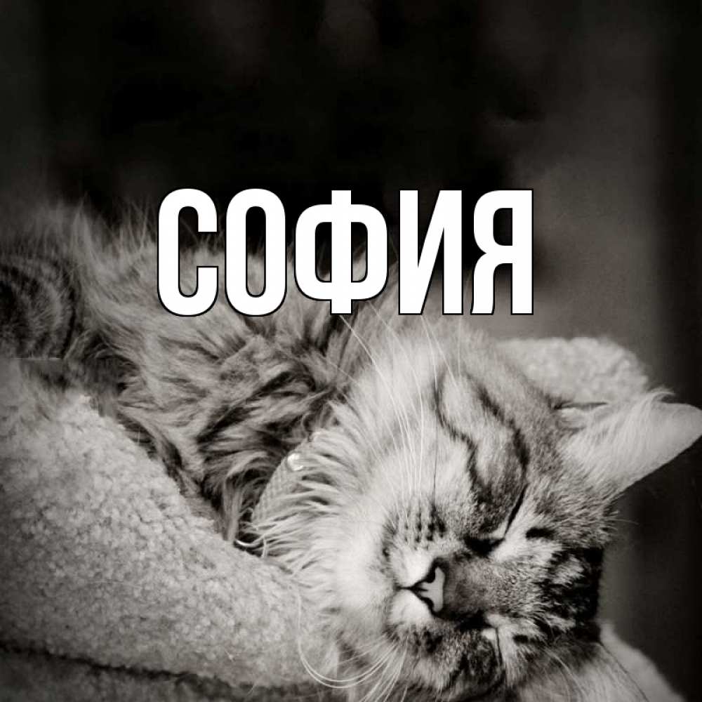 Открытка на каждый день с именем, София Главная котярик пушистый Прикольная открытка с пожеланием онлайн скачать бесплатно 