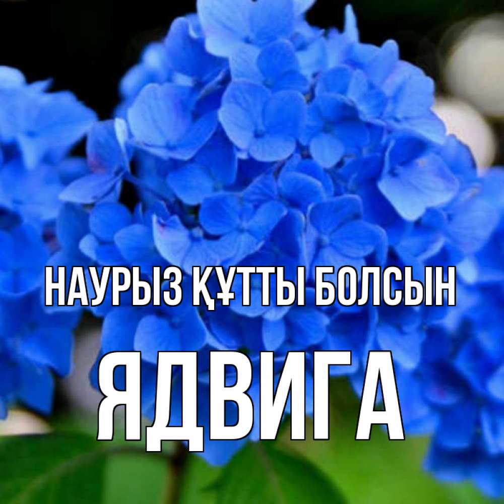 Открытка на каждый день с именем, Ядвига Наурыз құтты болсын синие цветы Прикольная открытка с пожеланием онлайн скачать бесплатно 