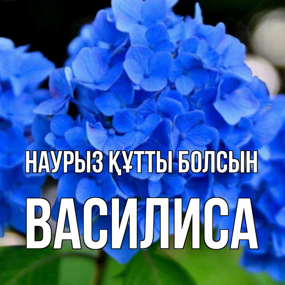 Открытка на каждый день с именем, Василиса Наурыз құтты болсын синие цветы Прикольная открытка с пожеланием онлайн скачать бесплатно 