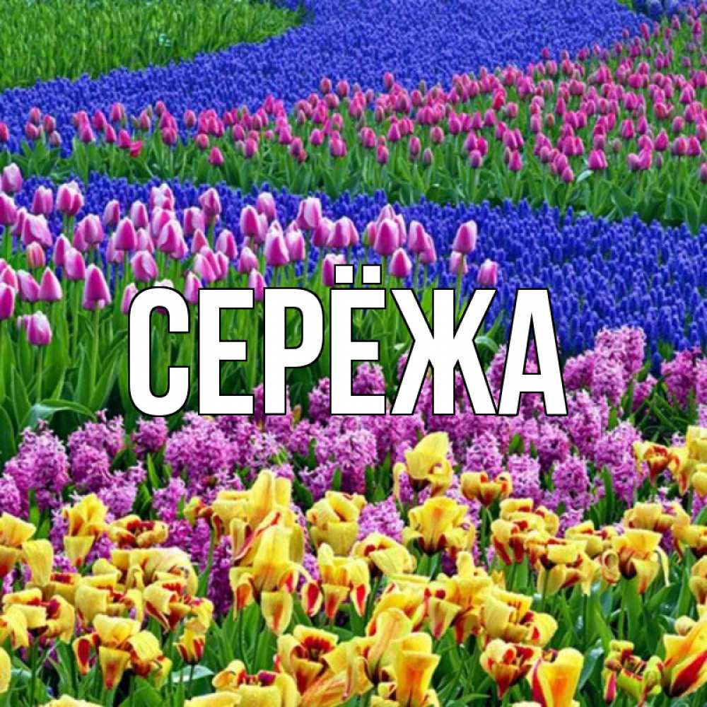 Открытка на каждый день с именем, Серёжа Главная цветы Прикольная открытка с пожеланием онлайн скачать бесплатно 