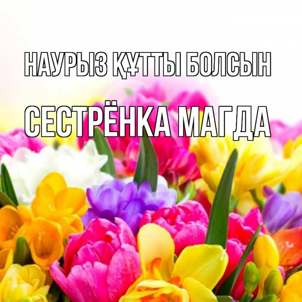 Открытка на каждый день с именем, Сестрёнка-Магда Наурыз құтты болсын тюльпаны Прикольная открытка с пожеланием онлайн скачать бесплатно 