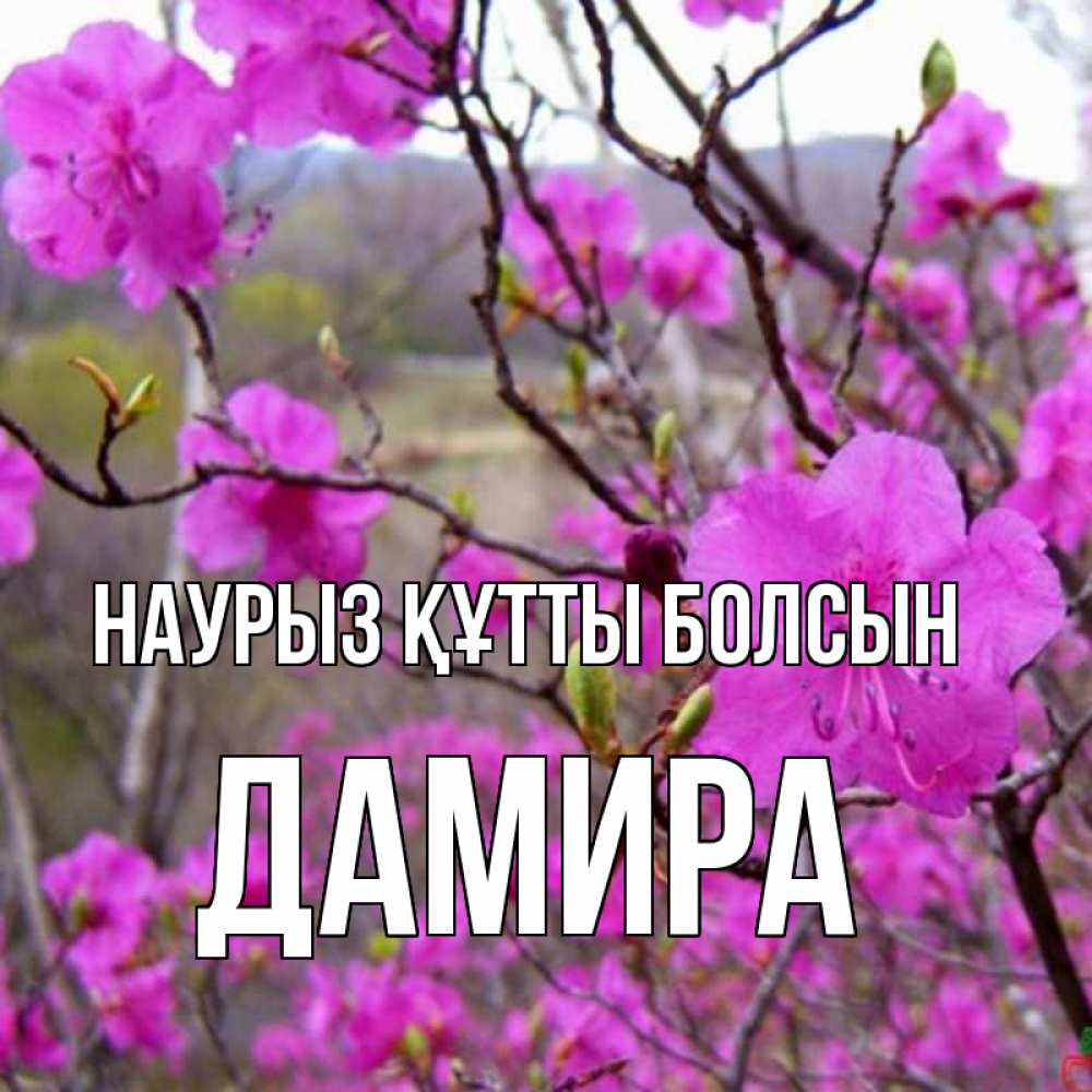 Открытка на каждый день с именем, Дамира Наурыз құтты болсын наурыз мейрамы кутты болсын Прикольная открытка с пожеланием онлайн скачать бесплатно 