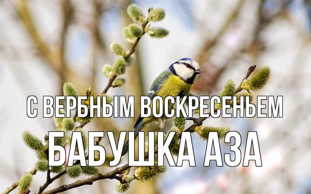 Открытка на каждый день с именем, Бабушка-Аза С вербным воскресеньем верба Прикольная открытка с пожеланием онлайн скачать бесплатно 