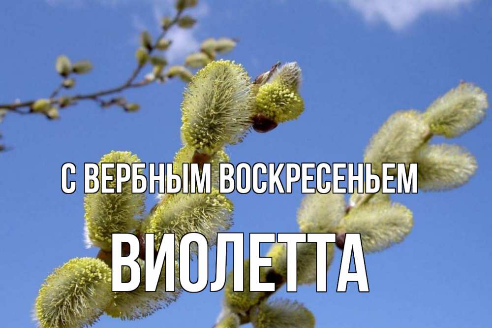 Открытка на каждый день с именем, Виолетта С вербным воскресеньем верба Прикольная открытка с пожеланием онлайн скачать бесплатно 
