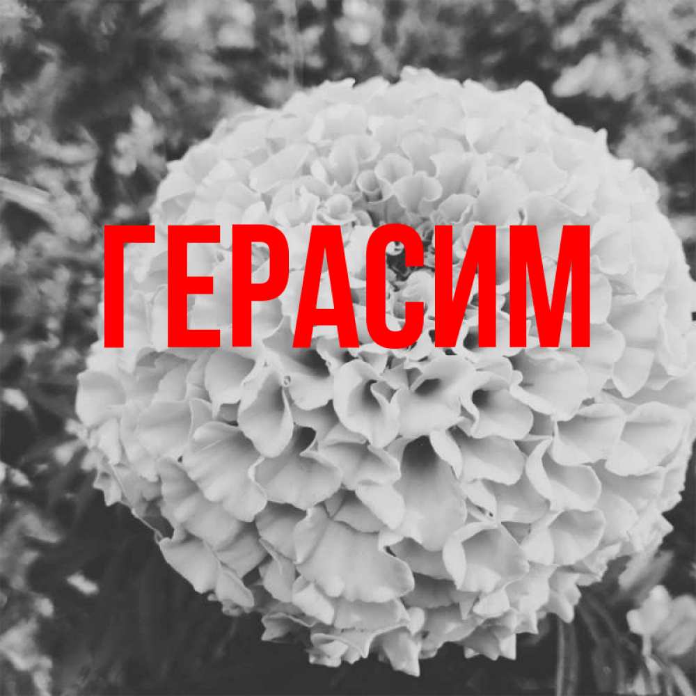 Открытка на каждый день с именем, Герасим Главная подпись Прикольная открытка с пожеланием онлайн скачать бесплатно 