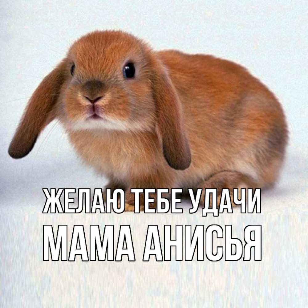 Открытка на каждый день с именем, Мама-Анисья Желаю тебе удачи вставить текст в открытку по выбору Прикольная открытка с пожеланием онлайн скачать бесплатно 