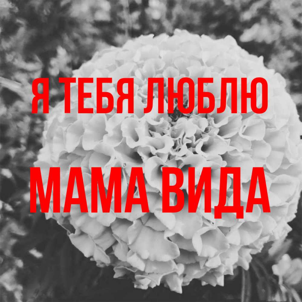 Открытка на каждый день с именем, Мама-Вида Я тебя люблю подпись Прикольная открытка с пожеланием онлайн скачать бесплатно 