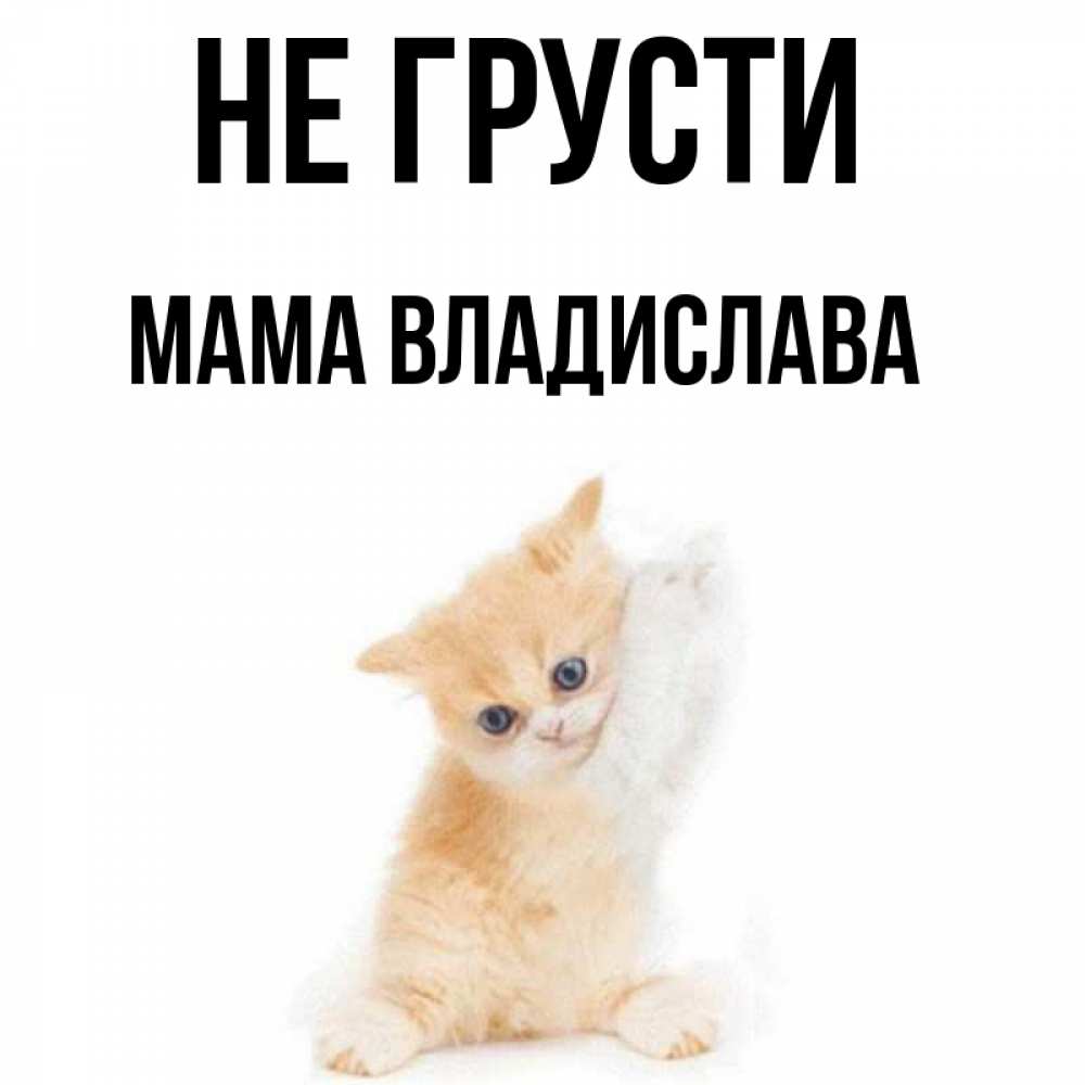 Открытка на каждый день с именем, Мама-Владислава Не грусти просящий кот Прикольная открытка с пожеланием онлайн скачать бесплатно 