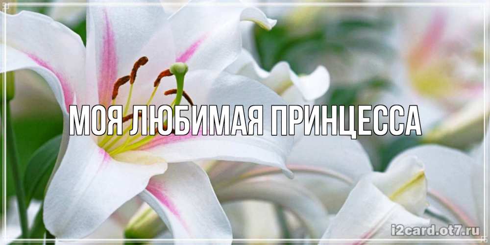 Открытка на каждый день с именем, Моя-Любимая-Принцесса Главная открытка с белой лилией Прикольная открытка с пожеланием онлайн скачать бесплатно 