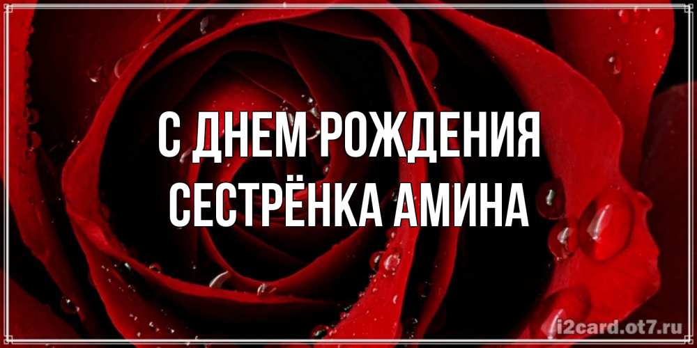 Открытка на каждый день с именем, Сестрёнка-Амина С днем рождения крупная бордовая роза Прикольная открытка с пожеланием онлайн скачать бесплатно 