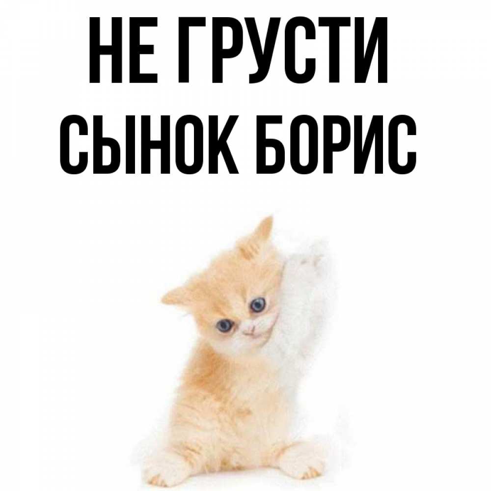 Открытка на каждый день с именем, Сынок-борис Не грусти просящий кот Прикольная открытка с пожеланием онлайн скачать бесплатно 