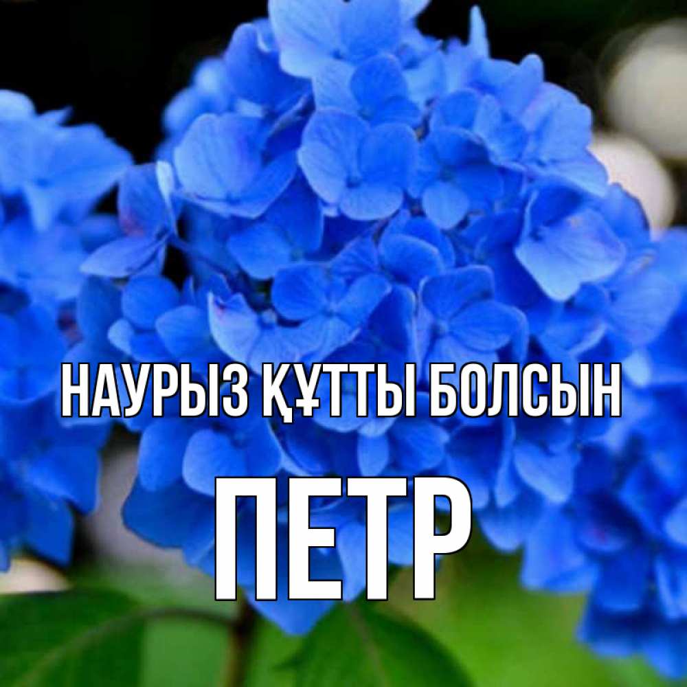 Открытка на каждый день с именем, Петр Наурыз құтты болсын синие цветы Прикольная открытка с пожеланием онлайн скачать бесплатно 