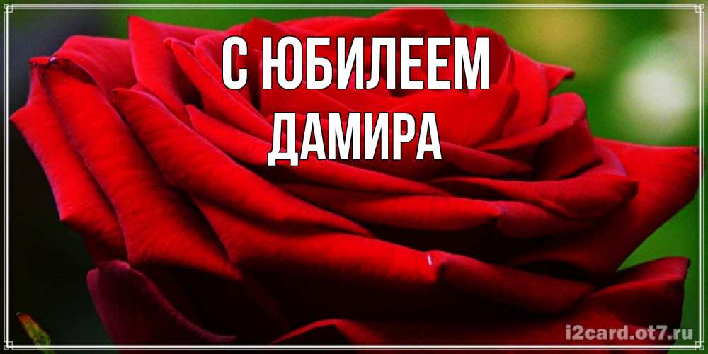 Открытка на каждый день с именем, Дамира С юбилеем розочка очень красивая Прикольная открытка с пожеланием онлайн скачать бесплатно 