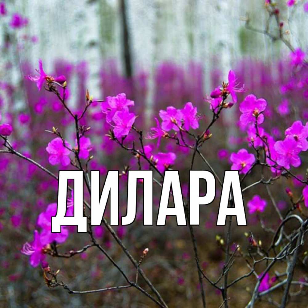 Открытка на каждый день с именем, Дилара Главная дикие цветы Прикольная открытка с пожеланием онлайн скачать бесплатно 