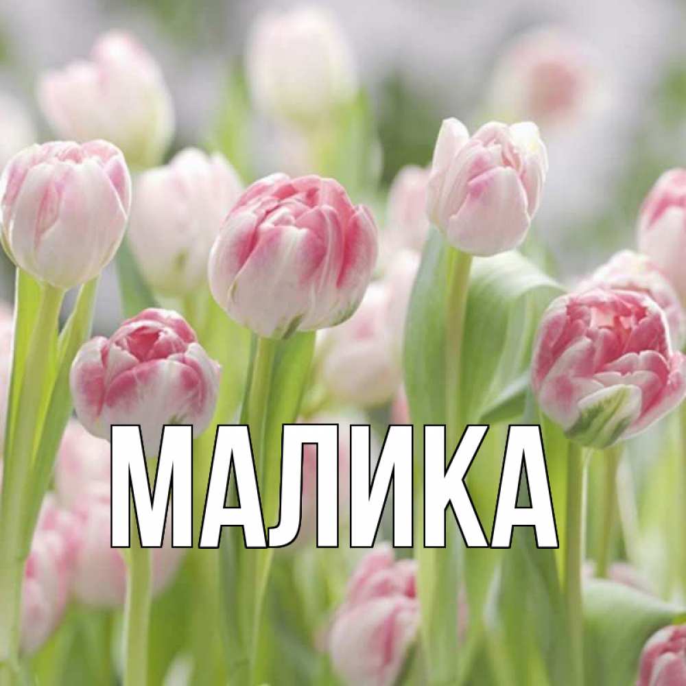Открытка на каждый день с именем, Малика Главная цветы Прикольная открытка с пожеланием онлайн скачать бесплатно 
