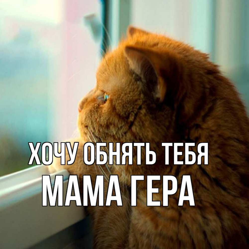 Открытка на каждый день с именем, Мама-Гера Хочу обнять тебя большой огромный рыжий котяра Прикольная открытка с пожеланием онлайн скачать бесплатно 