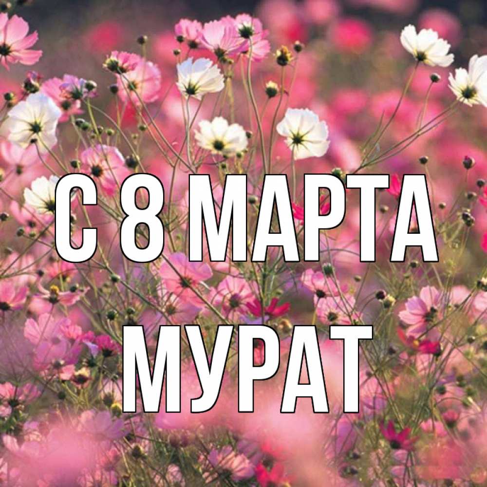 Открытка на каждый день с именем, Мурат С 8 марта красиво 1 Прикольная открытка с пожеланием онлайн скачать бесплатно 