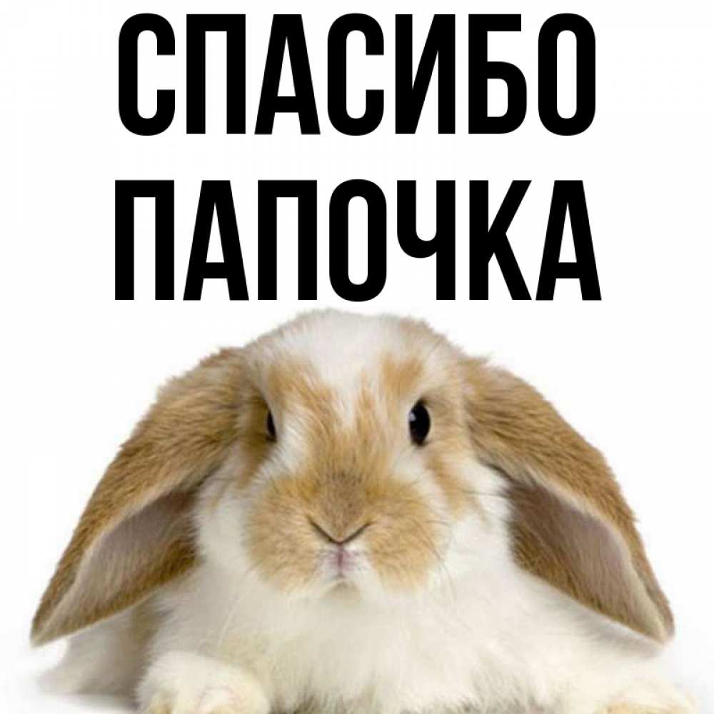 Открытка на каждый день с именем, Папочка Спасибо коричнево белый заяц Прикольная открытка с пожеланием онлайн скачать бесплатно 