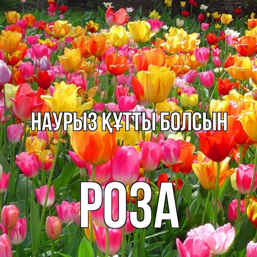 Открытка на каждый день с именем, Роза Наурыз құтты болсын на наурыз  ура ура Прикольная открытка с пожеланием онлайн скачать бесплатно 