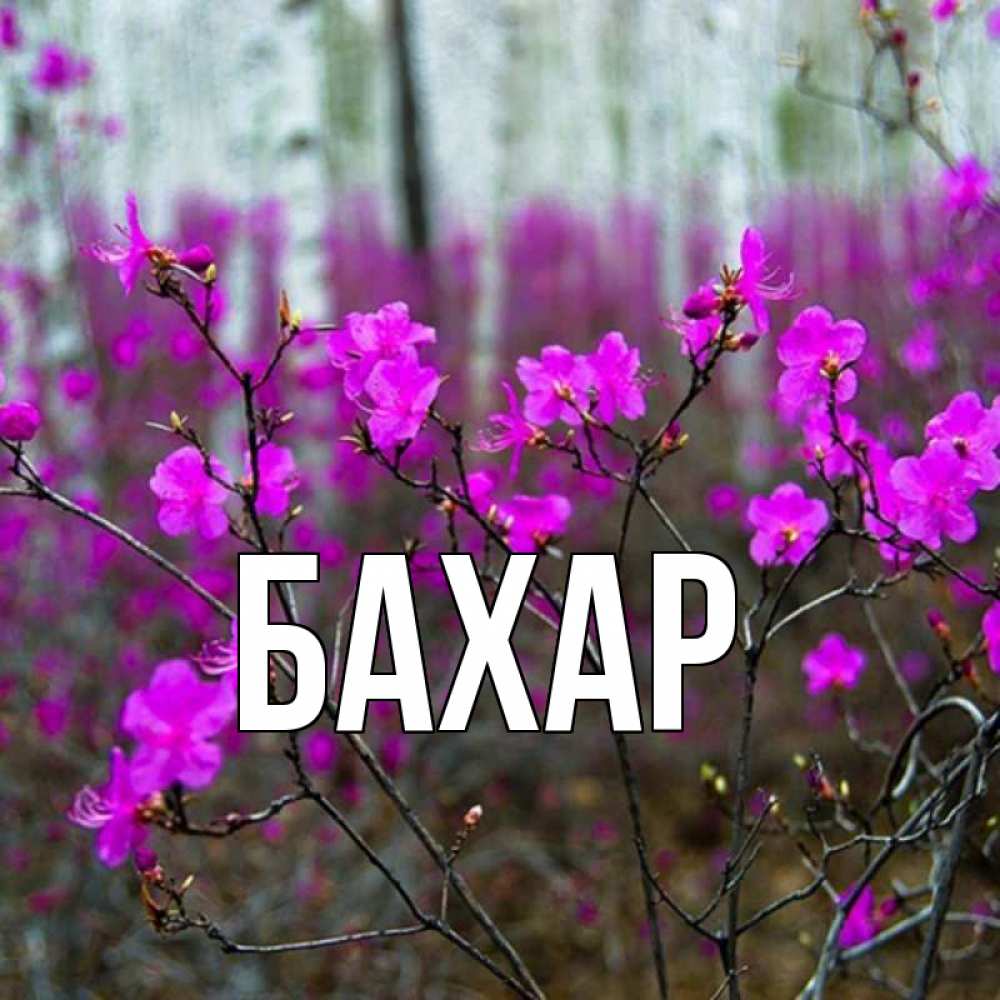 Открытка на каждый день с именем, Бахар Главная дикие цветы Прикольная открытка с пожеланием онлайн скачать бесплатно 