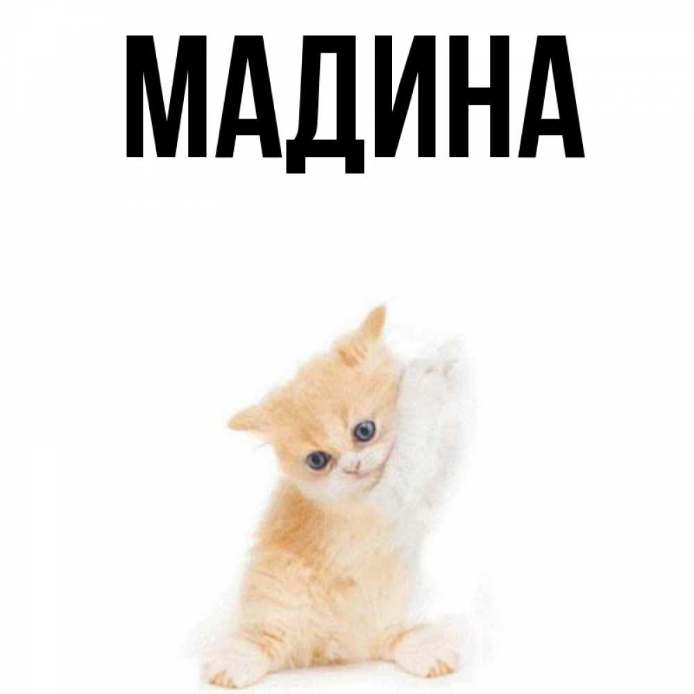 Имена открытка с именем мадина, прикол картинки