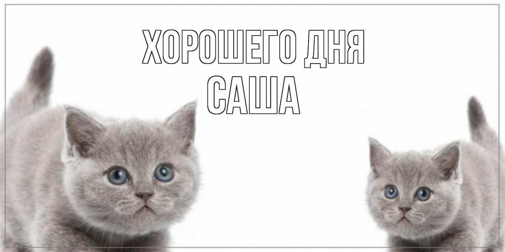 Открытка на каждый день с именем, Саша Хорошего дня открытка с котами Прикольная открытка с пожеланием онлайн скачать бесплатно 